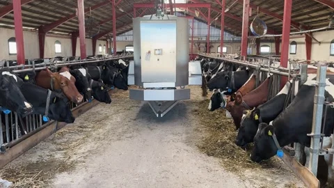 Handheld Steady Shot of Dairy Cows Eating Fodder inside Barn Stock Footage 337638045