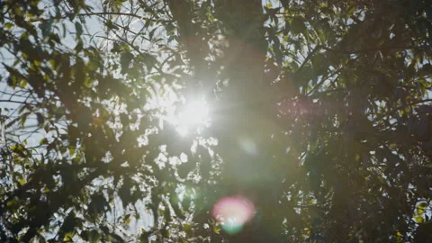 Handheld Sunlight Shining through trees, flaring and pulling focus out Stock Footage 165493554