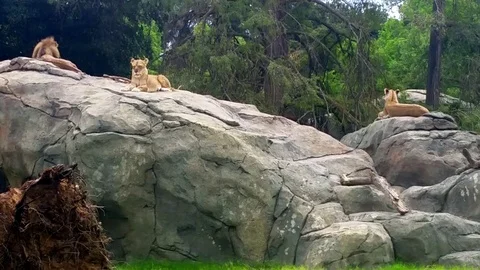 Handheld: Three Lions Sunbathing on a Rock Stock Footage 79979590