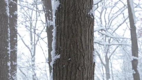 Handheld tilt up a tree as snow blows past. Shot in 4k Video stock 281715365