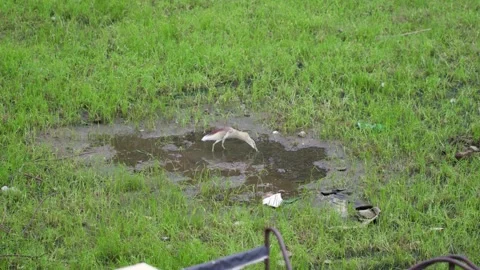 A handheld top angle long shot of a puddle of water in a grass field Stock Footage 289633820