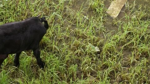 A handheld top angle mid shot of a black Indian goat Stock Footage 289632933