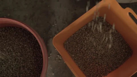 Handheld Top Down Shot Coffee Beans Pouring Into Bins Thailand Stock Footage 336321123