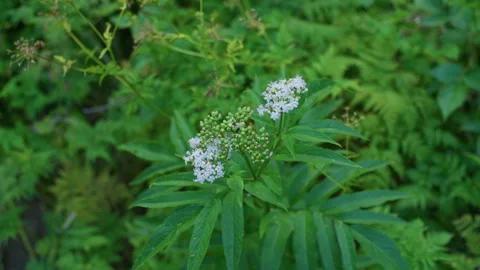 Handheld Top-Down Shot of Mountain Flower with Green Meadow Background Stock Footage 315764256