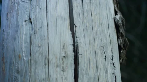 Handheld Top-Down Shot of Stripped Mountain Tree Log with Split Stock Footage 315762812