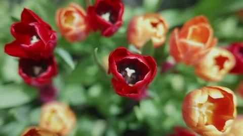 Handheld top-down shot zooming in on vibrant red and orange tulips blooming Stock Footage 338217543