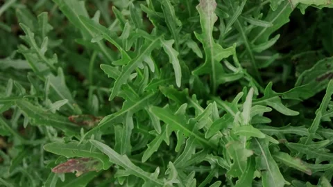 Handheld top view shot of fresh green arugula growing in a garden Stock Footage 318550689