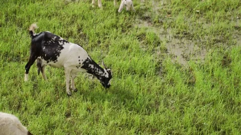 A handheld toppish mid shot of 3 multi coloured Indian goats Stock Footage 289632924