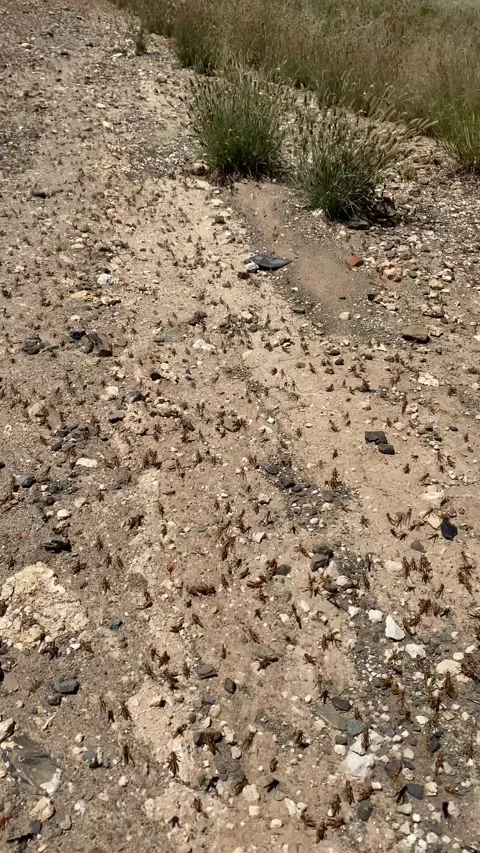 Handheld tracking of locust Stock Footage 281409039