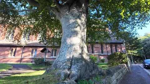 Handheld tracking past London brick church and large tree with rapid motion Stock Footage 346676935