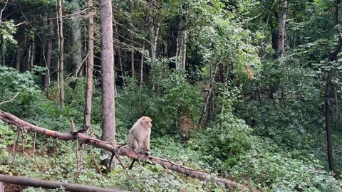 Handheld tracking shot of Barbary macaque in France climbing down a tree in.. Stock Footage 339607975