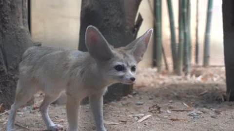 Handheld tracking shot camera peeking through the cage capturing curious Vídeos de archivo 210168226