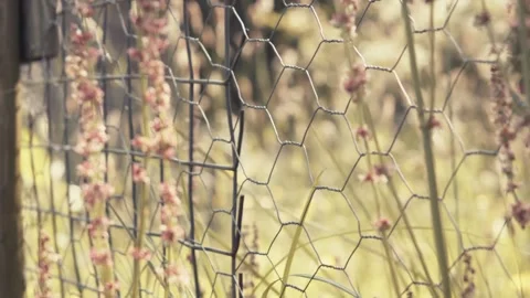 Handheld Tracking Shot of Chicken Wire and Flowers Stock Footage 242673483