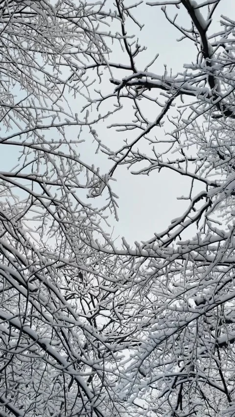 Handheld Tracking Shot Forward at Angle Through Frozen Tree Branches Stock Footage 338990033