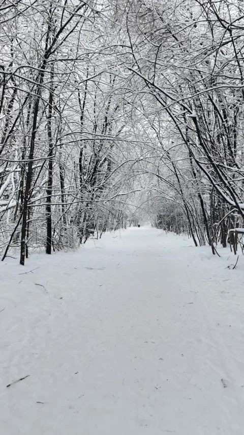 Handheld Tracking Shot Forward Through Snowy Winter Forest Path Stock-Footage 329559403