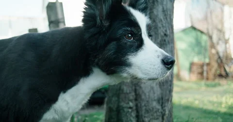 Handheld Tracking Shot: Groomed Aussie Running and Sniffing in Spring Garden Stock Footage 332841101