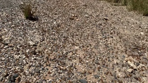 Handheld tracking shot of locust swarm on the ground Stock Footage 312833520