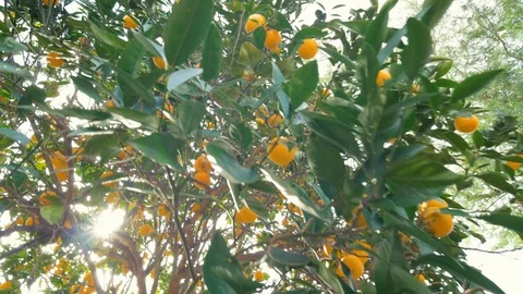 Handheld Tracking Shot Through the Branches of an Orange Tree Stock Footage 121482417