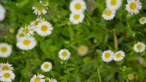 Handheld Tracking Shot Through Vibrant Sea of Common Daisy Flowers in Garden at Stock Footage 310367591