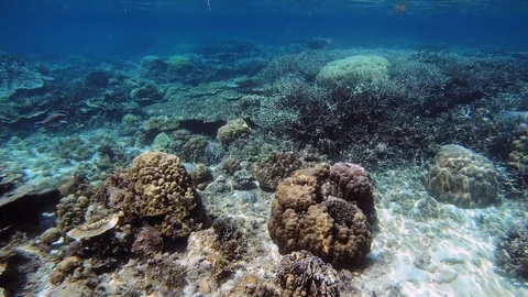 A handheld tracking shot underwater of a vibrantly colored Parrotfish Vídeo Stock 121689104
