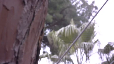 Handheld tree branches and leaves in storm Stock Footage 221023971