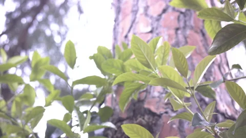 Handheld tree branches and leaves in storm Stock Footage 221029399