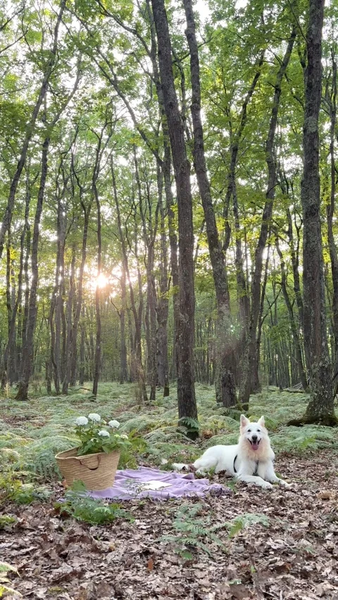 Handheld vertical 4K of white shepherd dog on a forest picnic at sunset. 스톡 동영상 337588055