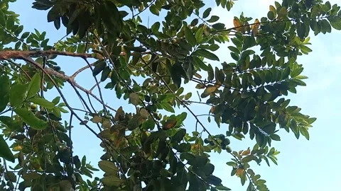 Handheld Vertical Footage of Guava Tree and Bird in Peaceful Morning Garden Stock Footage 330949253
