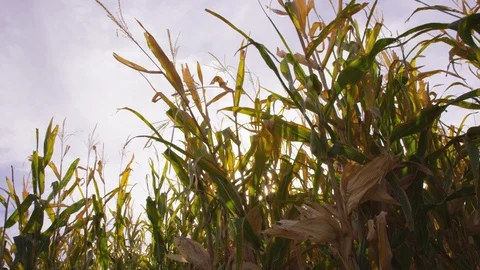 Handheld vertical move across corn husks revealing a sun flare Stock Footage 93485288