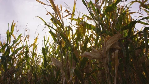 Handheld vertical move across corn husks revealing a sun flare 스톡 동영상 93485395