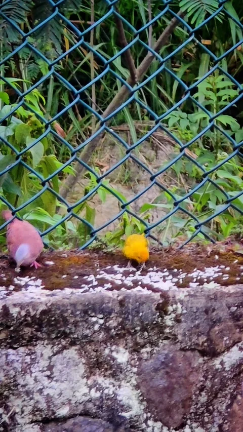 Handheld Vertical Tracks a Bright Yellow Finch on Garden Wall Video stock 316795206
