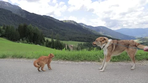 Handheld video of a cat and a dog confronting each other Stock-Footage 209928126