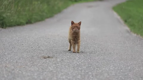 Handheld video of a cat walking on the streets Vídeos de archivo 209558790