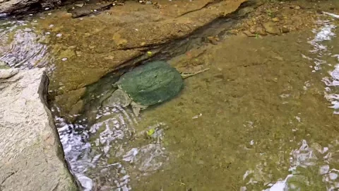 Handheld video of a Common Snapping Turtle Chelydra serpentina under water Stock Footage 309845799