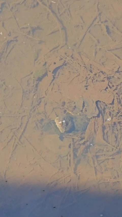 Handheld video of a Common Snapping Turtle Chelydra serpentina hiding under the Video stock 317673642