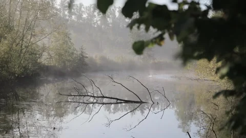 Handheld video of a dead tree in the water in the morning Stock Footage 243351774