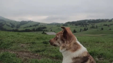 Handheld video of a dog looking over the alpe di siusi in the dolomites Stock Footage 211330670