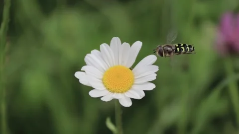 Handheld video of a fly sitting on a daisy Stock Footage 209928130