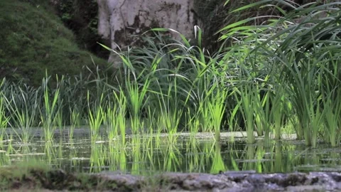 Handheld video of grass growing in swamp Stock Footage 166393476