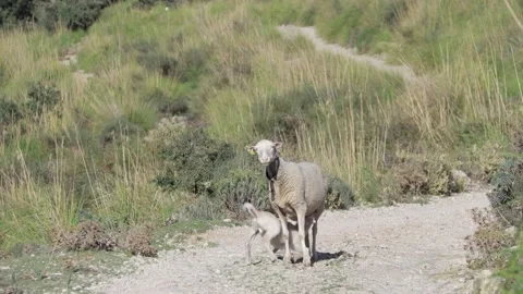 Handheld video of a lamb drinking milk from it's mother during a sunny day Vídeos de archivo 166393536
