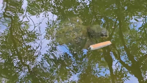 Handheld video of a large Common Snapping Turtle Chelydra serpentina eating Stock Footage 317442522