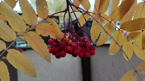 Handheld video of the red rowanberry Video stock 221832553