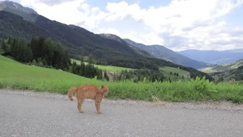 Handheld video of a scared cat in the mountains Stock Footage 209558987