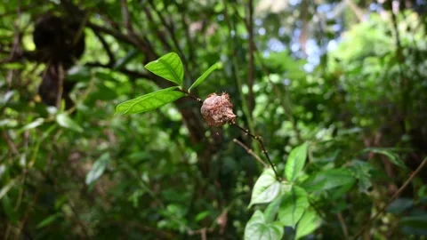 Handheld video shows infant Mantis insects are being attacked by the weaver ants Stock Footage 278086501