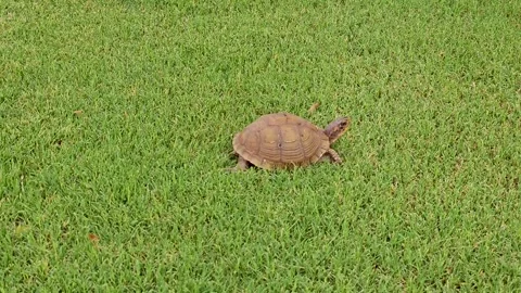Handheld video of a Three-toed Box Turtle Terrapene triunguis walking away from Stock Footage 310526904