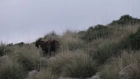 Handheld video of two goatbucks fighting in the mountains Stock Footage 166437986