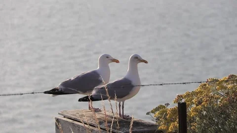 Handheld video of two seagulls standing on a pole while talking to eachother Vídeos de archivo 166737288