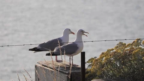 Handheld video of two seagulls talking to eachother by the sea Stock Footage 166737441