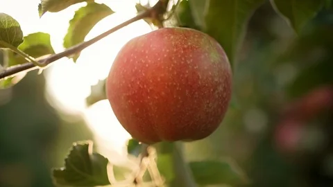 Handheld view of man's hand picking ripe apple Stock Footage 117701724