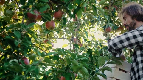 Handheld view of mature man picking apples in the orchard  Video stock 118065200